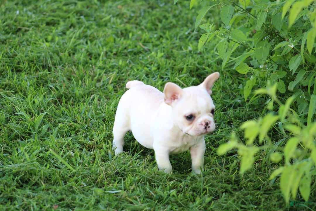 French Bulldog dogs for sale: Melanie - Image 3