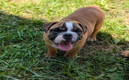 Olde English Bulldogge dogs for sale: Harley - Image 15