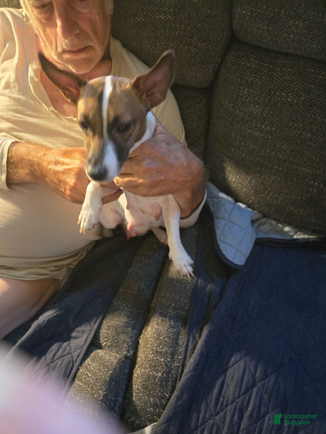 Jack Russell Terrier dogs for sale: Zoro - Image 2