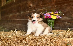 Shetland Sheepdog dogs for sale: Captain - Image 3