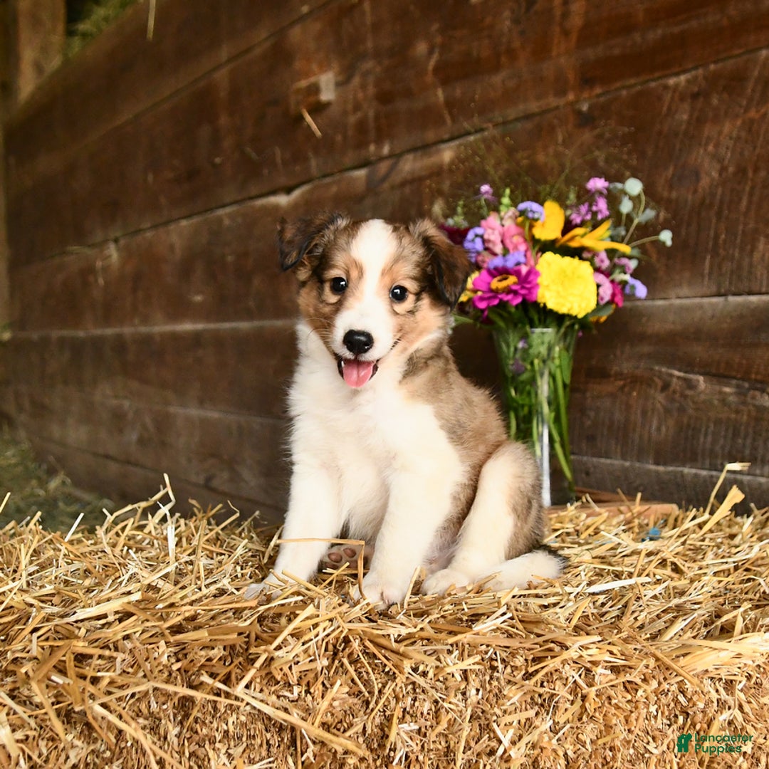 Shetland Sheepdog dogs for sale: Captain - Image 3