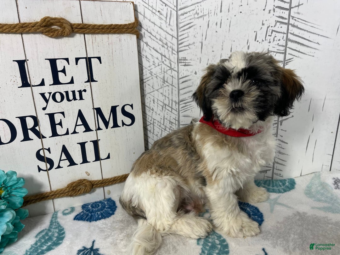Shih Tzu dogs for sale: Simba - Image 7