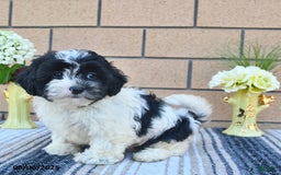 Shihpoo dogs for sale: Millie - Image 4