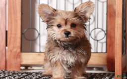 Yorkiepoo dogs for sale: luna - Image 3