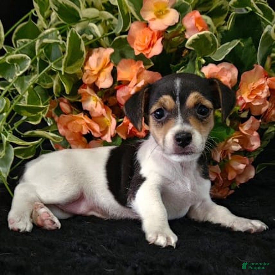 Jack Russell Terrier dogs for sale: Lilly - Image 2