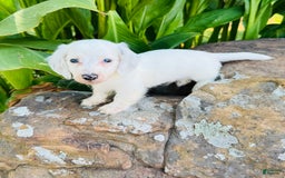 Miniature Dachshund dogs for sale: Blizzard LH - Image 2