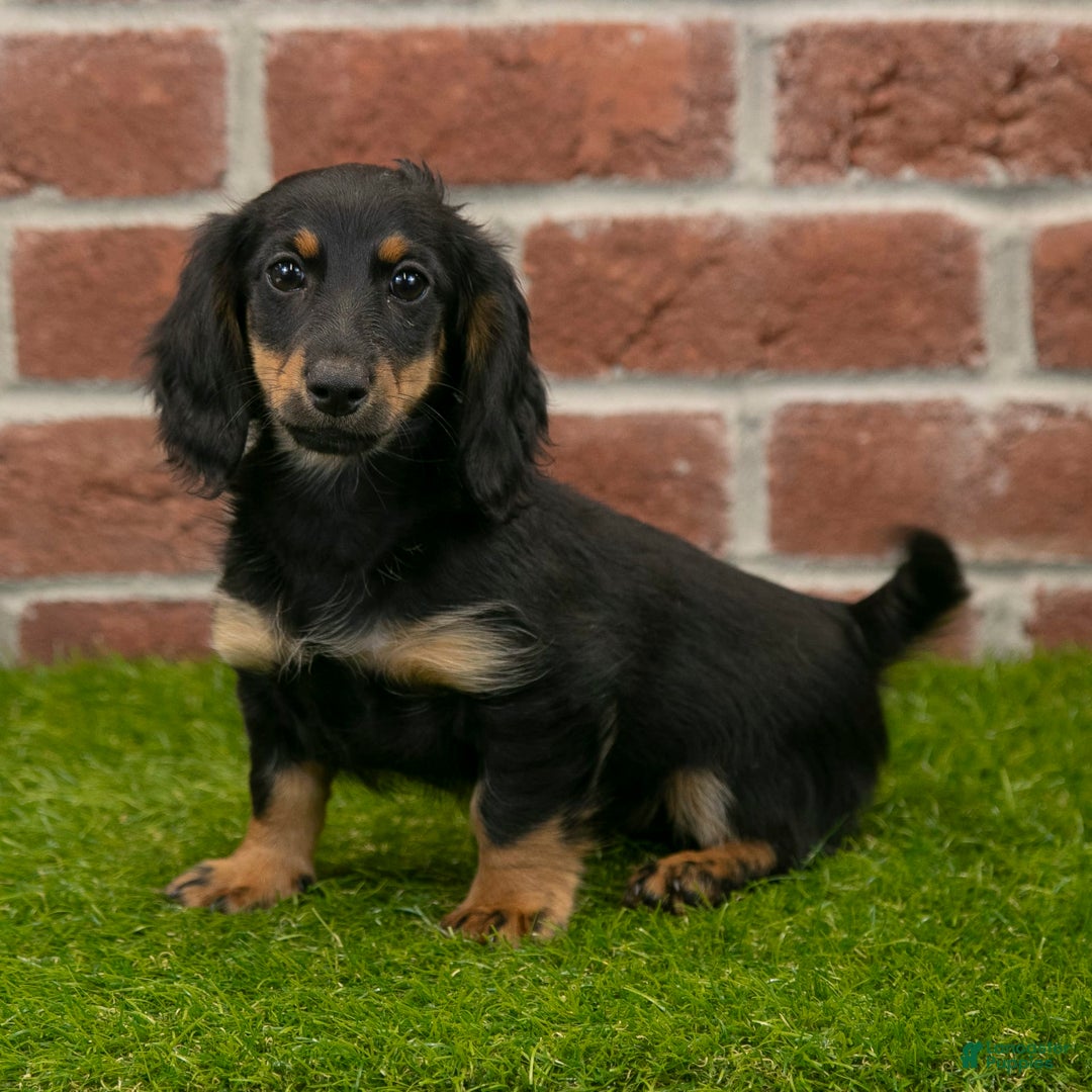 Miniature Dachshund dogs for sale: Faith - Image 10