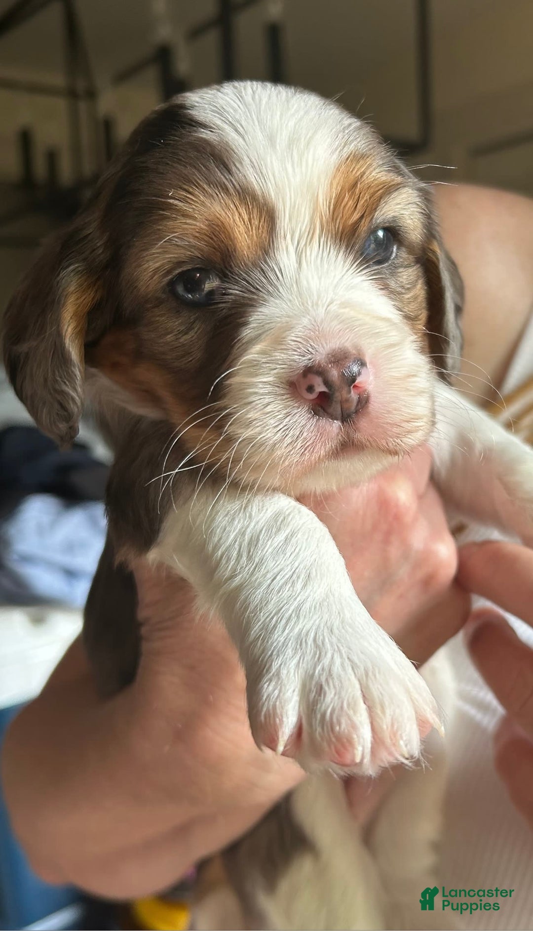 Cavalier King Charles Spaniel dogs for sale: Little Boy Blue - Image 1