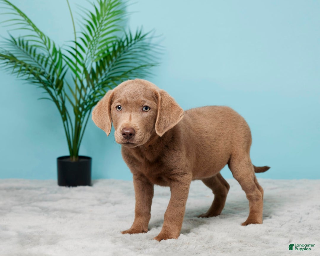 Labrador Retriever dogs for sale: Jenny - Image 3