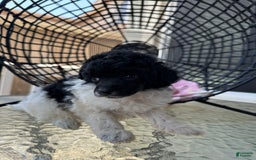 Miniature Poodle dogs for sale: Iron Man - Image 1