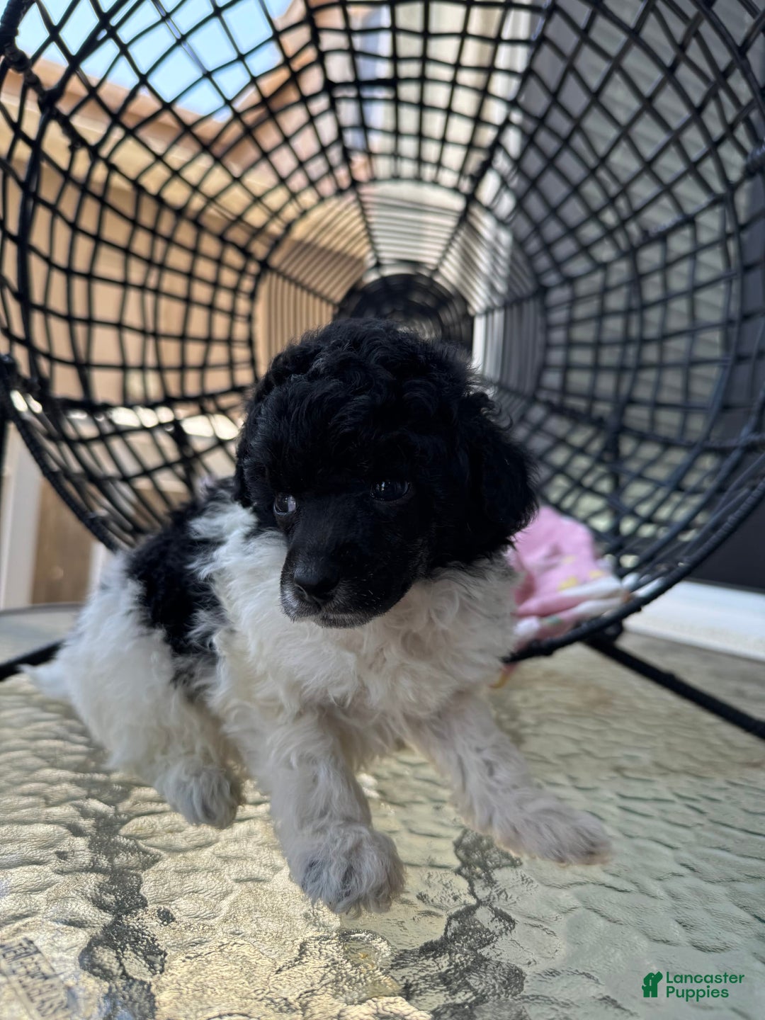 Miniature Poodle dogs for sale: Iron Man - Image 1
