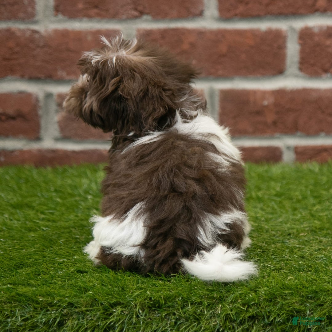 Havanese dogs for sale: Mya - Image 4