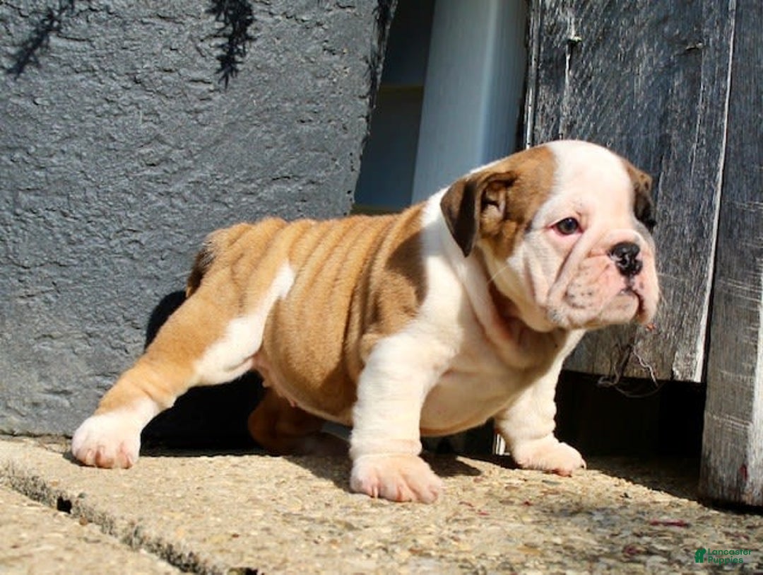 English Bulldog dogs for sale: Wendy - Image 17