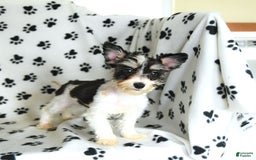 Morkie dogs for sale: Boots - Image 14