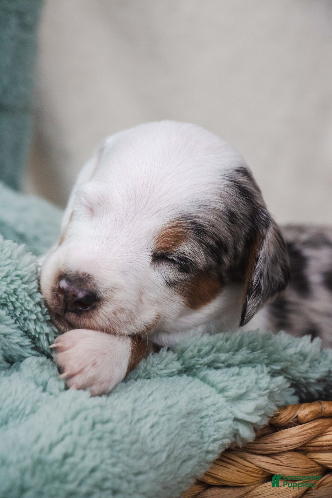 Doxiepoo dogs for sale: Bandit - Image 1