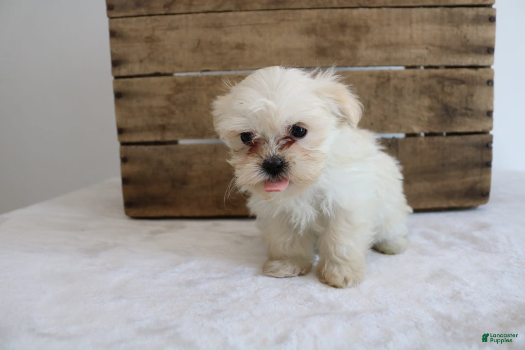 Teddy Bear dogs for sale: Kammy - Image 1