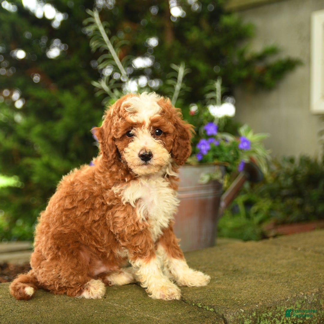 Miniature Poodle dogs for sale: Rhett - Image 4