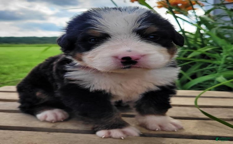 Bernese Mountain Dog dogs - Advert 1