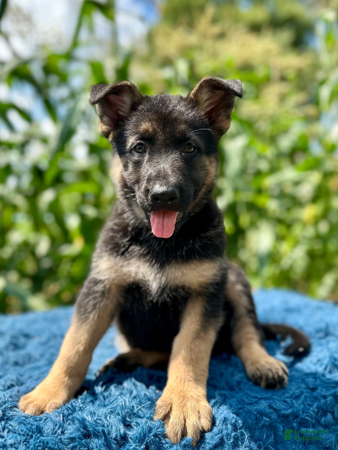 German Shepherd dogs for sale: Bruno - Image 1