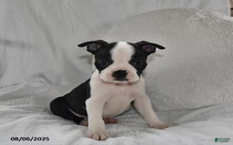Boston Terrier dogs for sale: Boston Terrier 8 puppies - Image 4