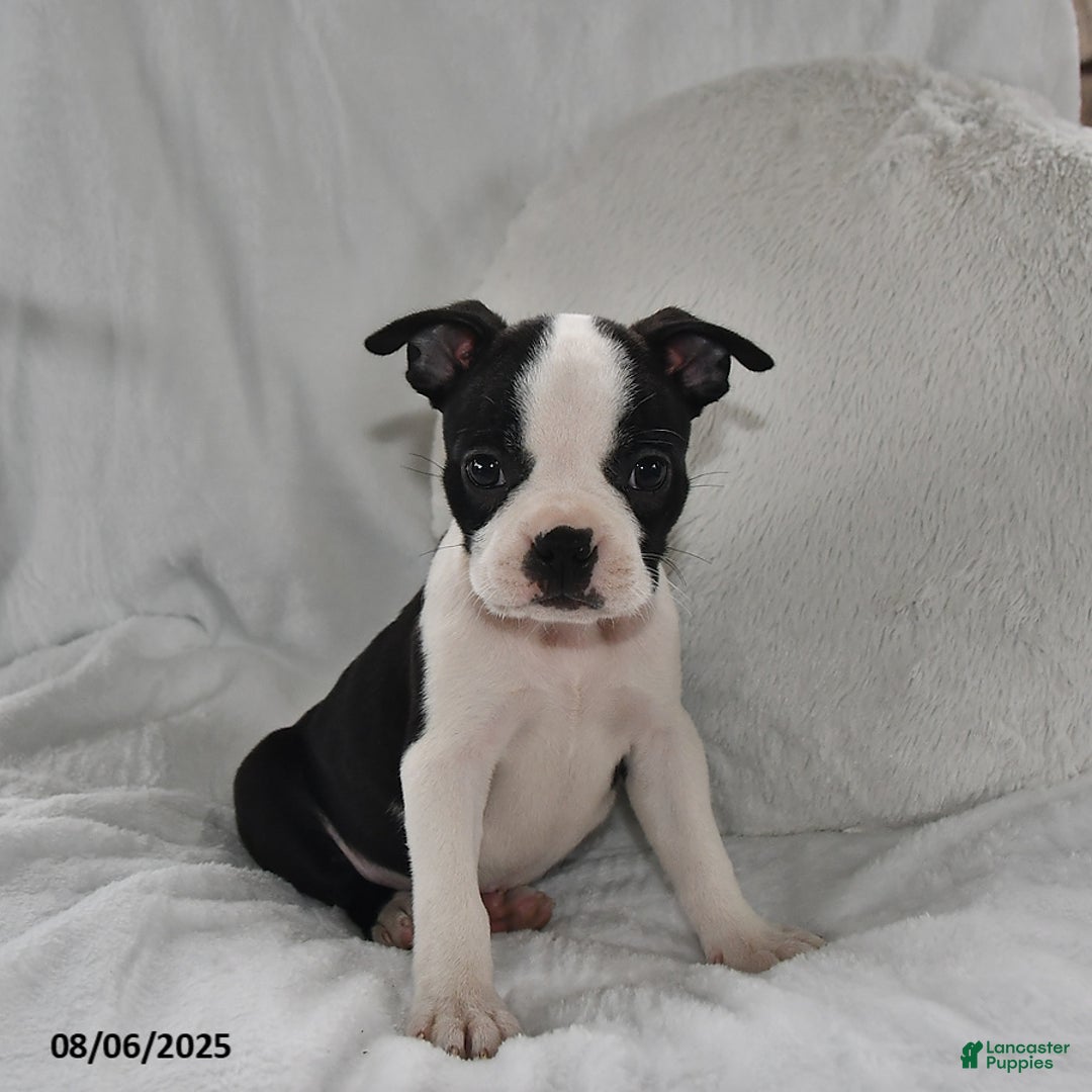 Boston Terrier dogs for sale: Boston Terrier 8 puppies - Image 4