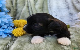 Shihpoo dogs for sale: Snickers - Image 8