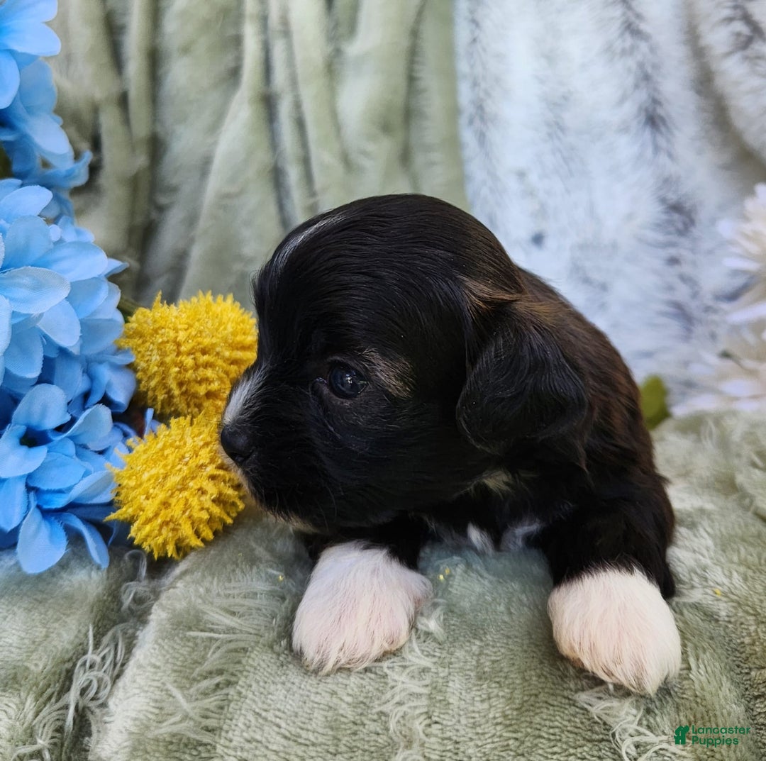 Shihpoo dogs for sale: Snickers - Image 8