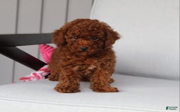 Toy Poodle dogs for sale: Elena - Image 8