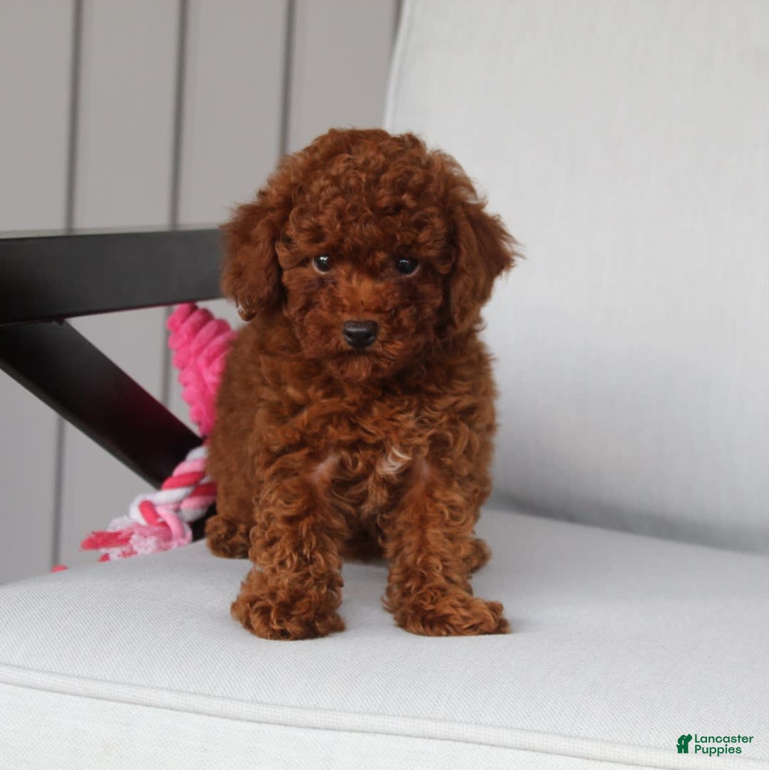 Toy Poodle dogs for sale: Elena - Image 8