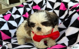 Shih Tzu dogs for sale: Betsy - Image 2