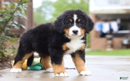 Bernese Mountain Dog dogs for sale: Katy - Image 11
