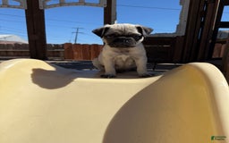 Pug dogs for sale: Pugs - Image 2