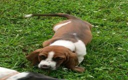 Basset Hound dogs for sale: Sheriff - Image 3