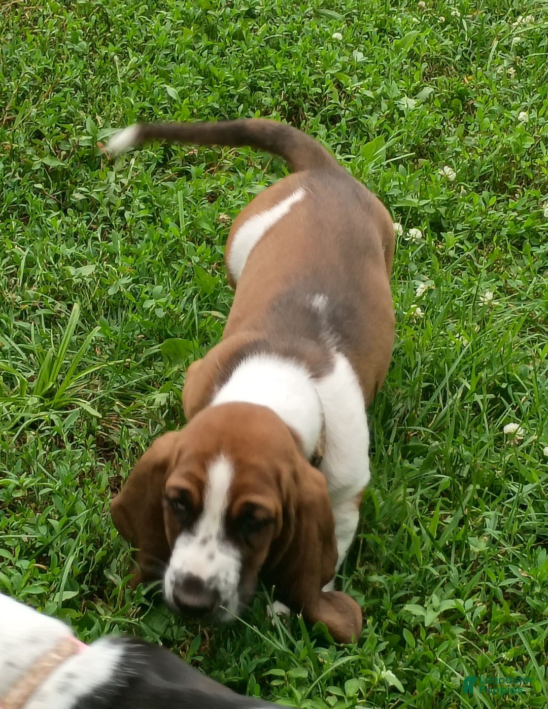Basset Hound dogs for sale: Sheriff - Image 3