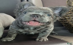 French Bulldog dogs for sale: Rome - Image 7