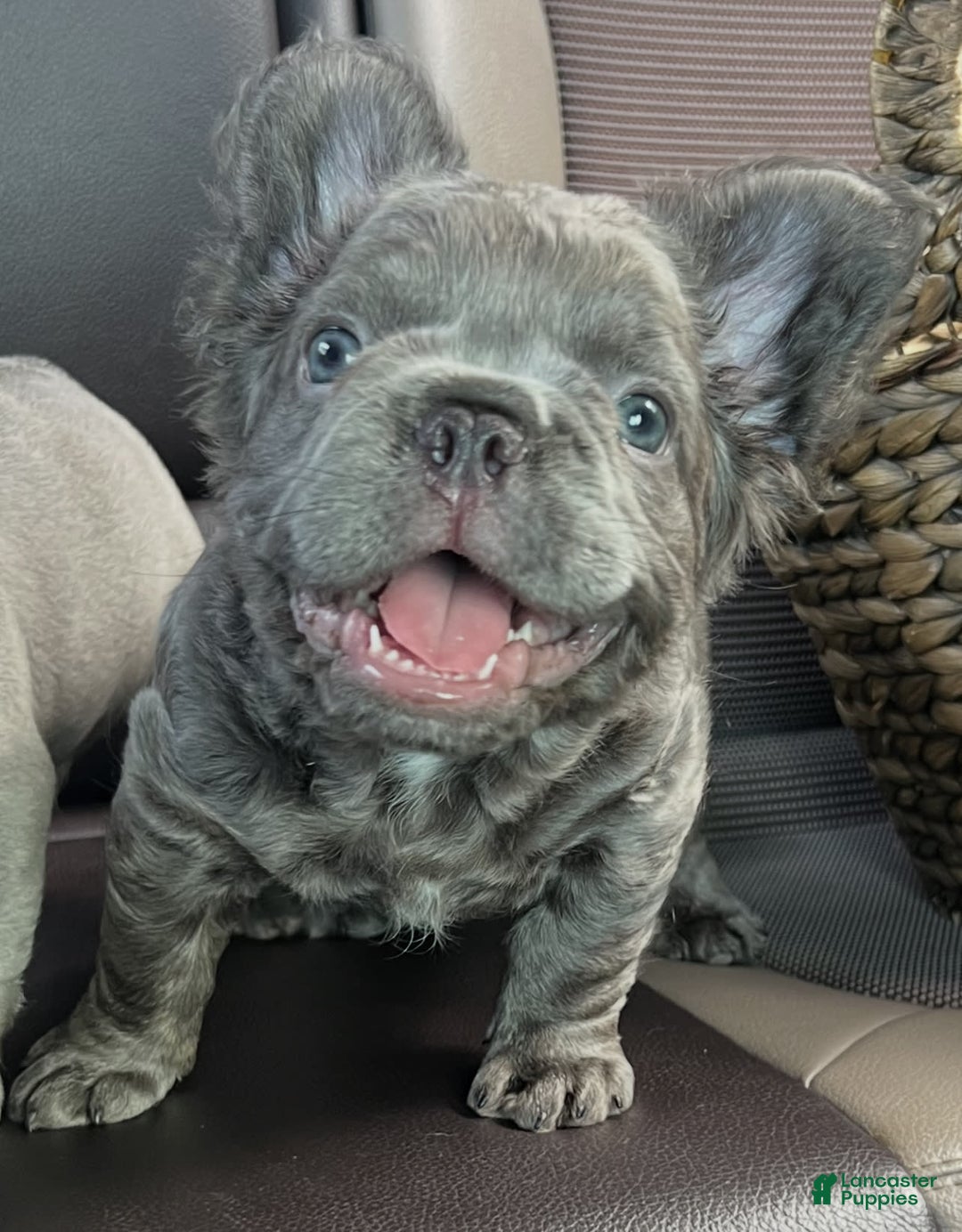 French Bulldog dogs for sale: Rome - Image 7
