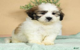 Teddy Bear dogs for sale: Sammy - Image 9