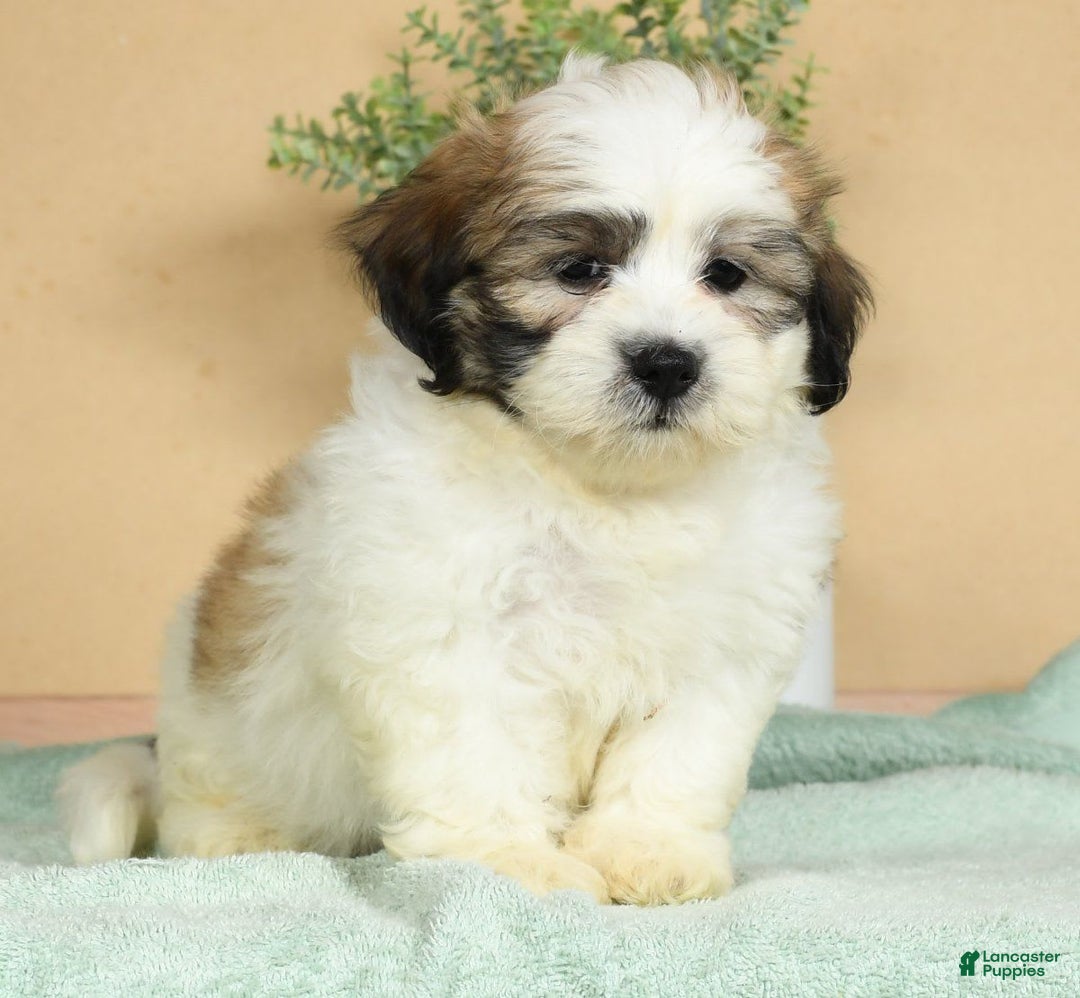 Teddy Bear dogs for sale: Sammy - Image 9