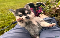 Alaskan Klee Kai dogs for sale: Blue Adam - Image 4