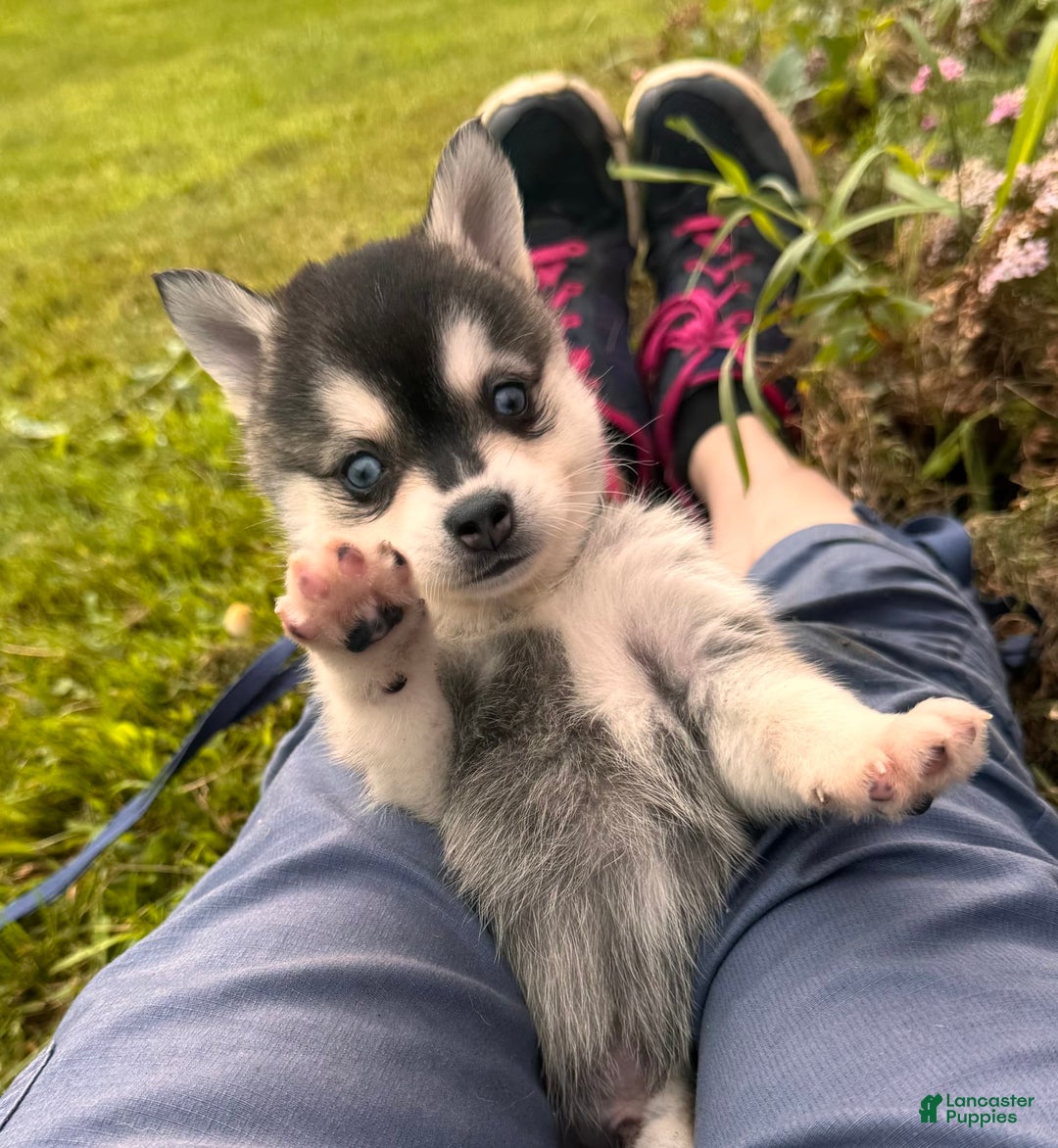 Alaskan Klee Kai dogs for sale: Blue Adam - Image 4