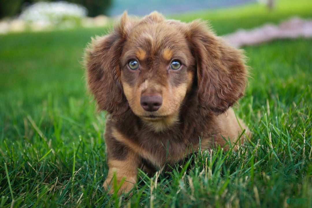 Miniature Dachshund dogs for sale: Harry - Image 11