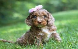 Cockapoo dogs for sale: Lila - Image 10