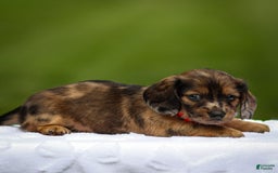Miniature Dachshund dogs for sale: Elsa - Image 4