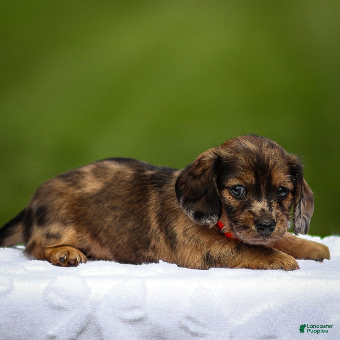 Miniature Dachshund dogs for sale: Elsa - Image 4