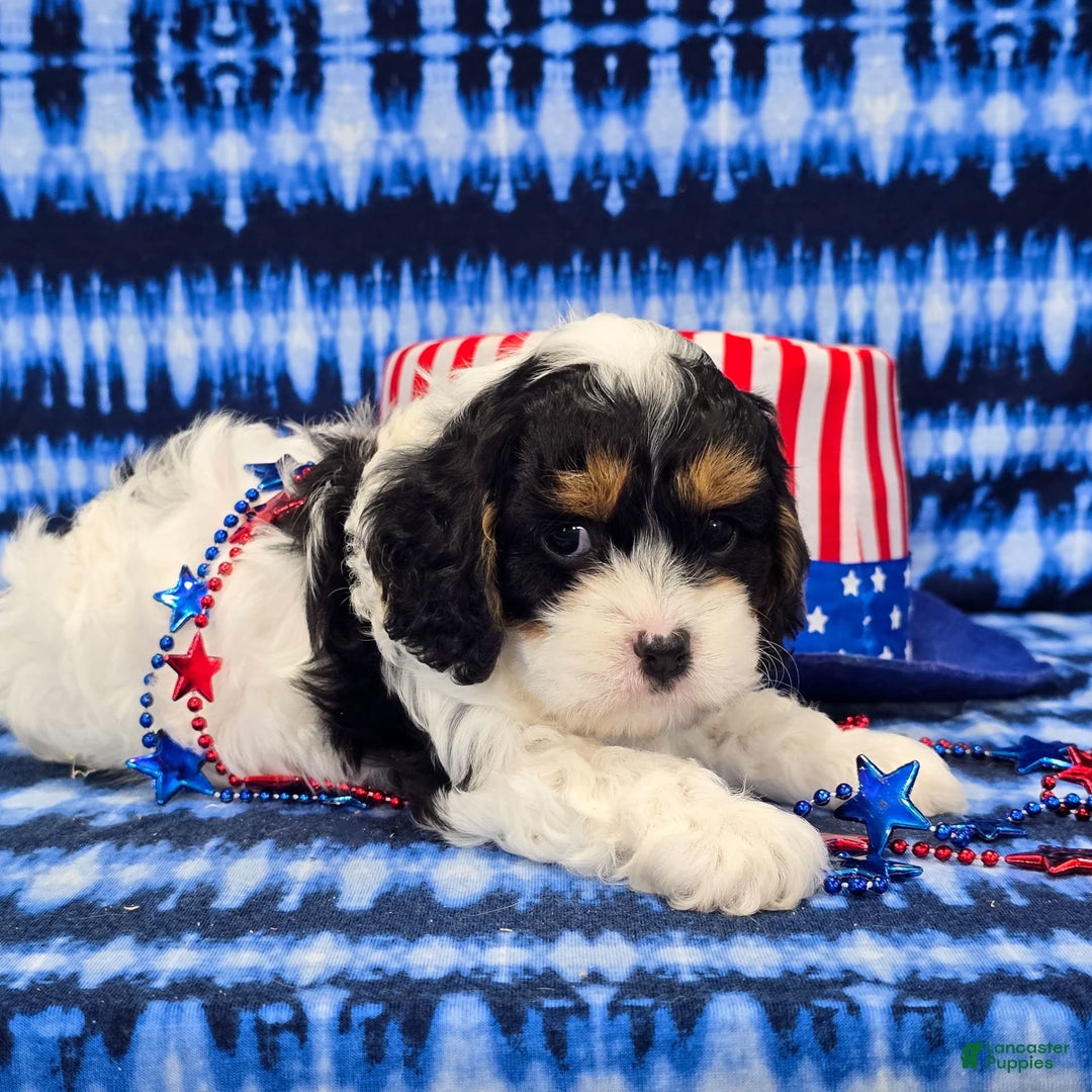 Cavapoo dogs for sale: Wilder - Image 7
