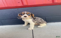 Beaglier dogs for sale: Apollo - Image 1