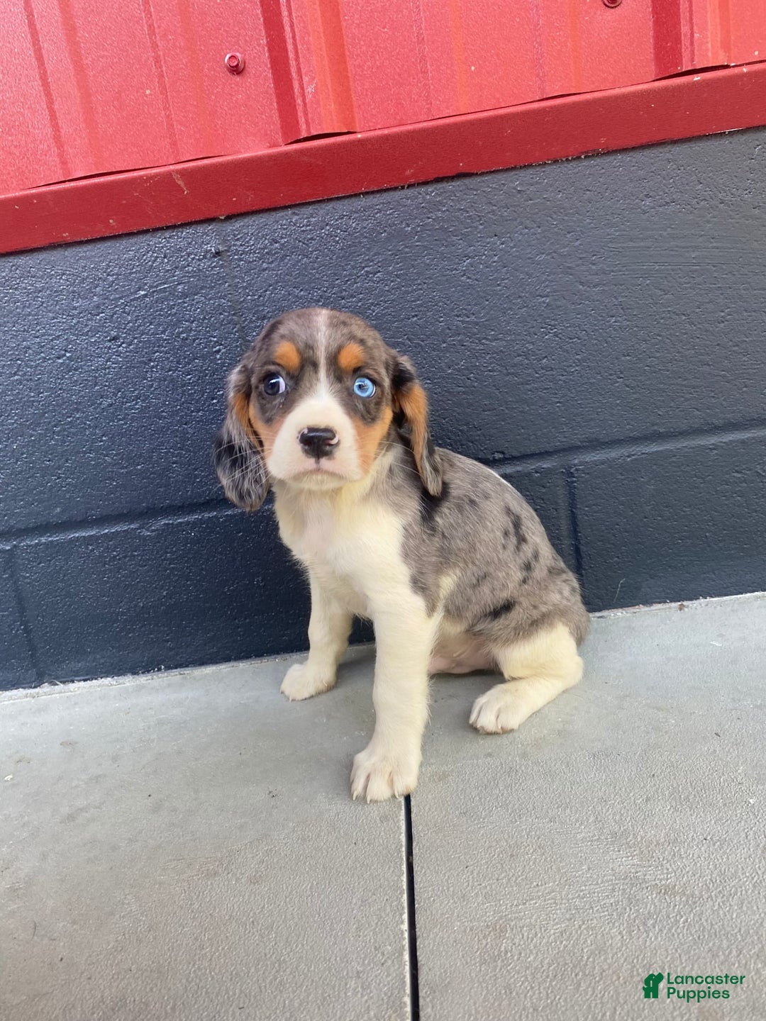 Beaglier dogs for sale: Apollo - Image 1