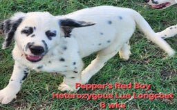 Dalmatian dogs for sale: Peppers Red Boy - Image 3