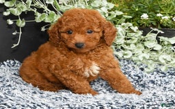 Miniature Poodle dogs for sale: Rhett - Image 7