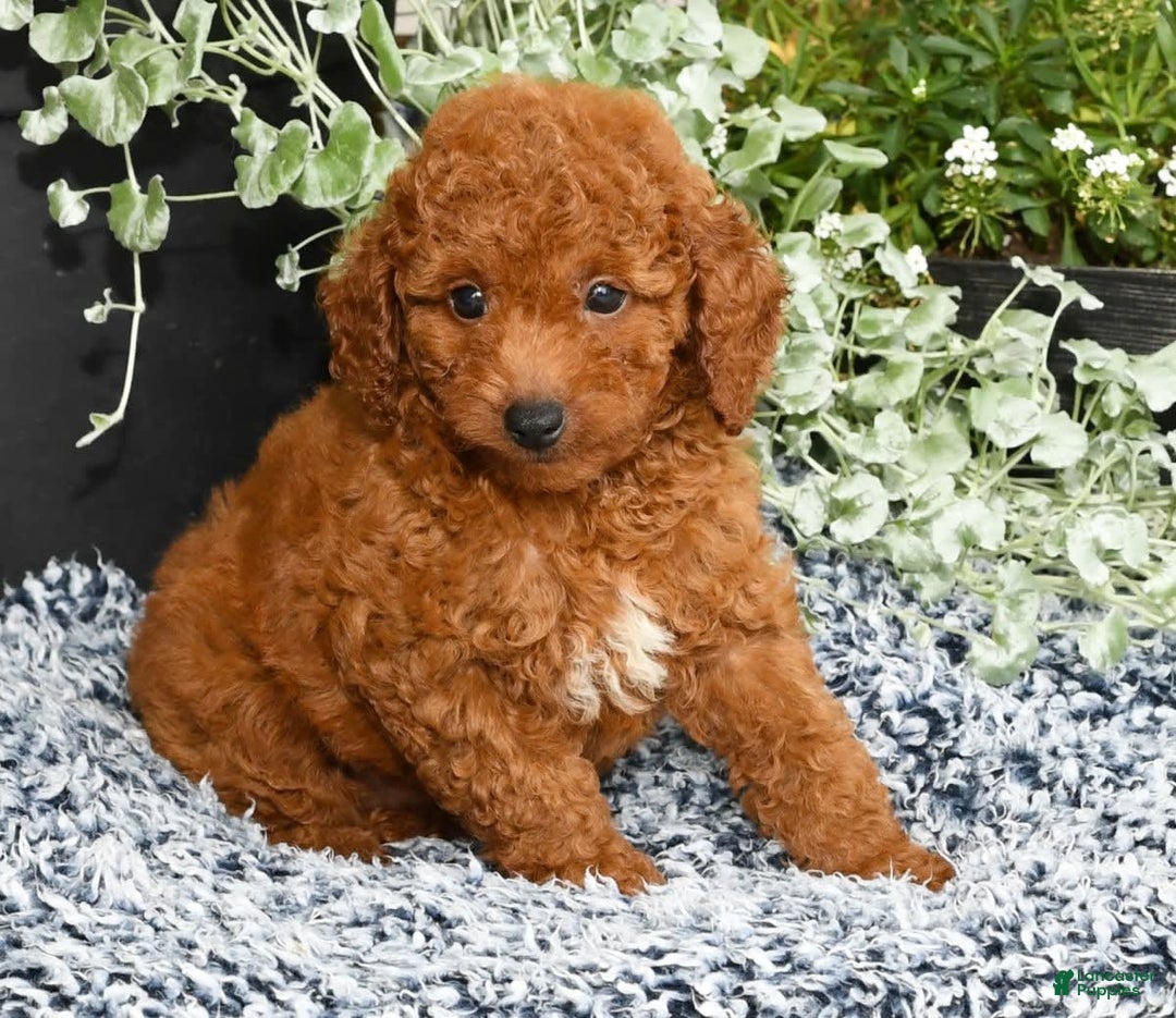 Miniature Poodle dogs for sale: Rhett - Image 7